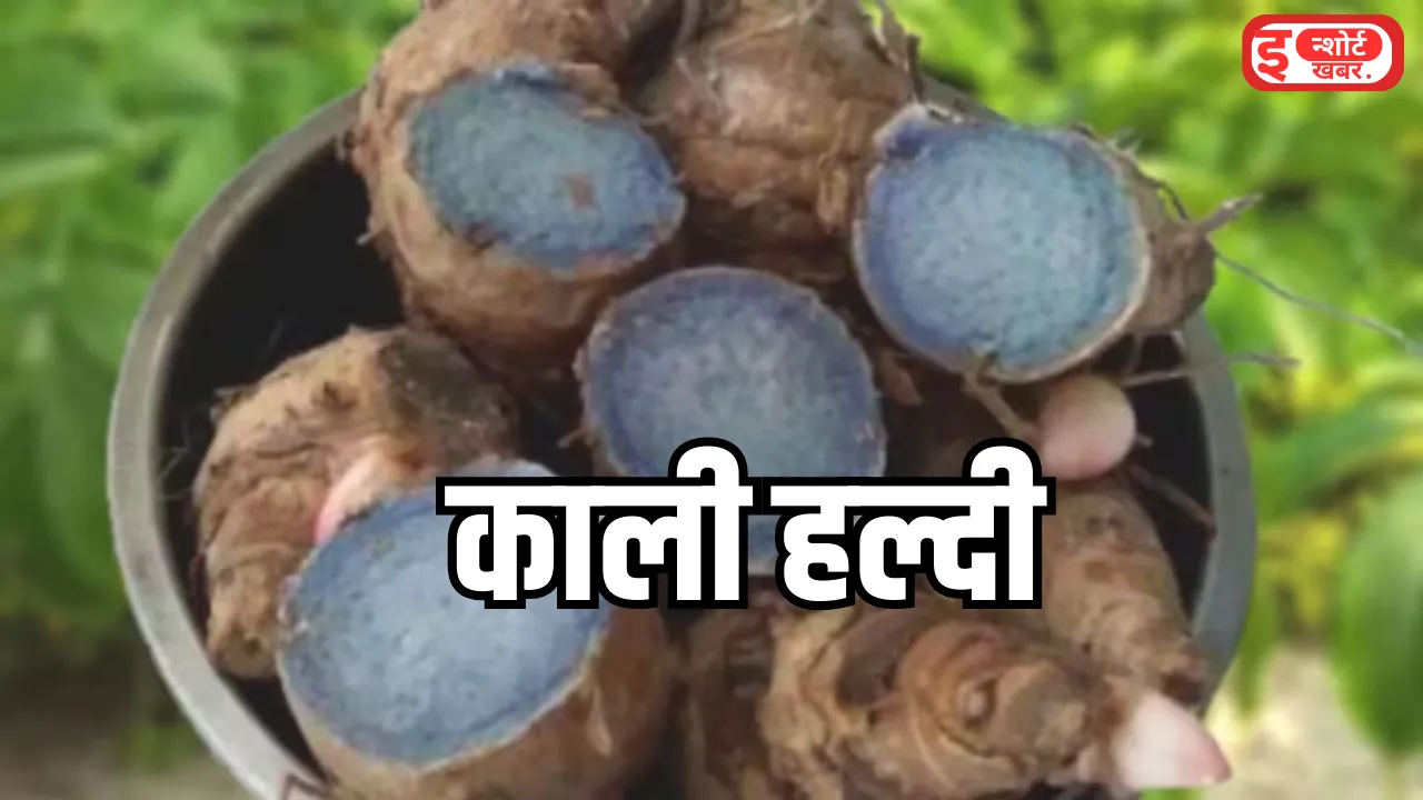 Add a heading 9 9 सालभर किचन में रहती है इस प्रोडक्ट की डिमांड, आज ही शुरू करें लाखों कमाने वाला बिजनेस काली हल्दी की खेती ?