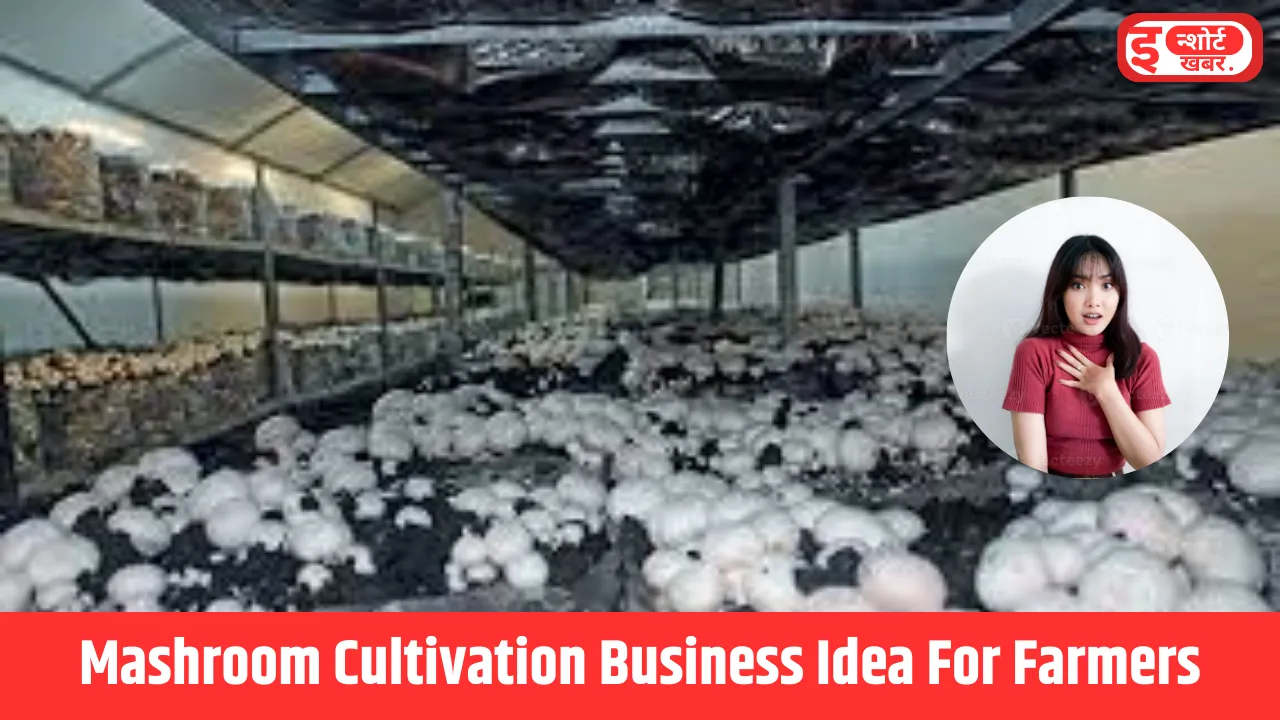 मशरूम की बिजनेस से कमाई Business Idea: मशरूम की खेती करके हो जाएंगे मालामाल, तगड़ी डिमांड वाला है बिजनेस मशरूम की बिजनेस से कमाई