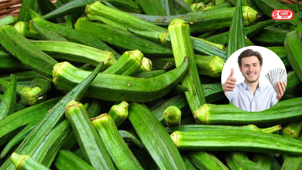 Best Business Idea For Farmer Business Idea: लेडी फिंगर बड़े काम की चीज, बदल देगी आपकी जिंदगी, ऐसे शुरू करें बिजनेस Best Business Idea For Farmer