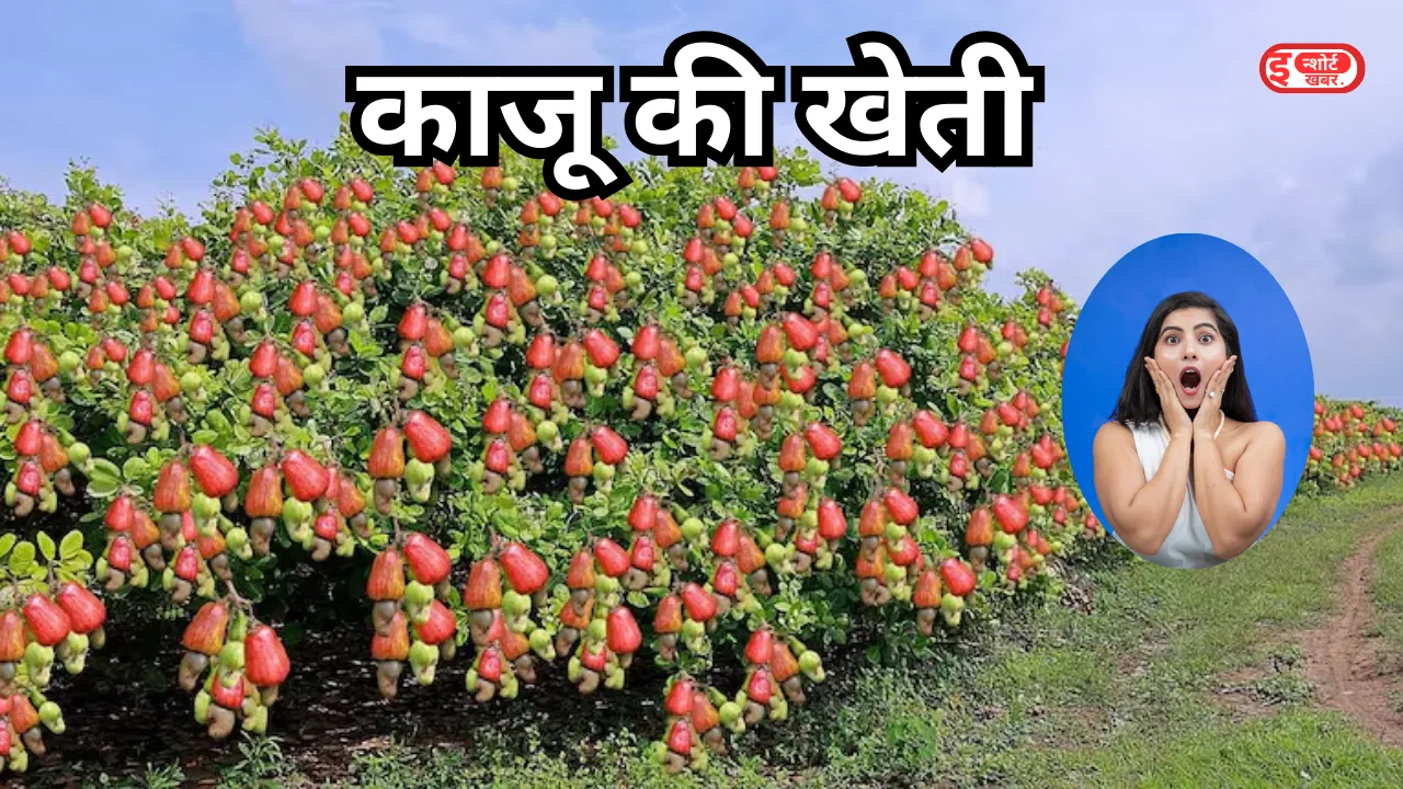 Cashew Farming
