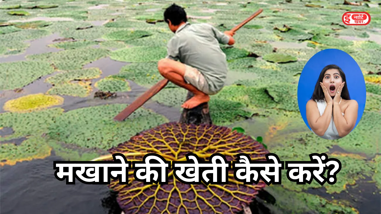 मखाने की खेती कैसे करें