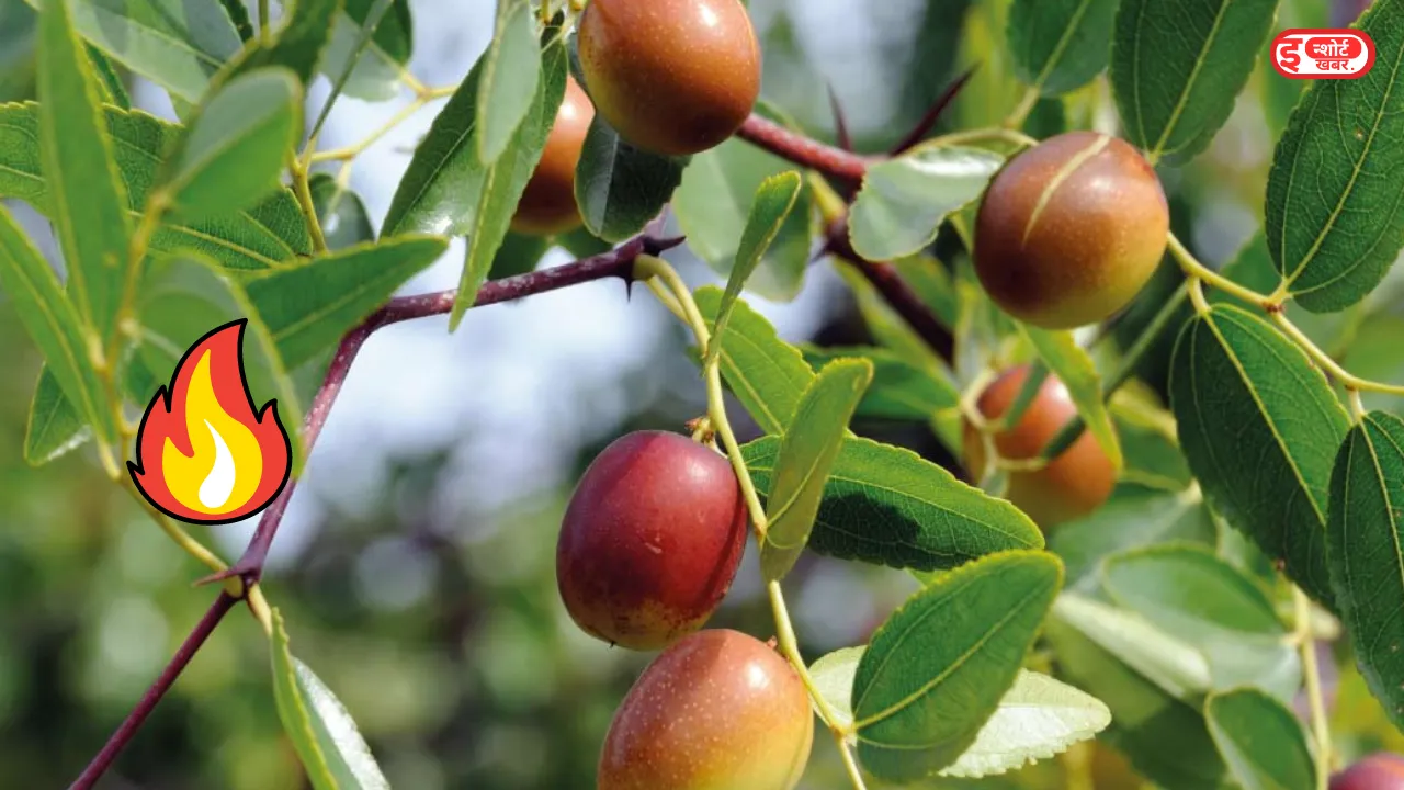 Jojoba Business Idea