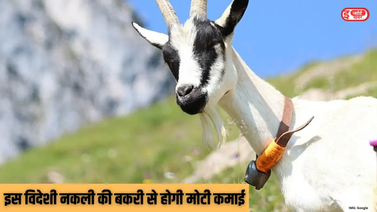 कैसे करें बकरी पालन बकरी पालन करने का बना रहे हैं प्लान, इस विदेशी नकली की बकरी से होगी मोटी कमाई, गाय से ज्यादा होगा फायदा कैसे करें बकरी पालन