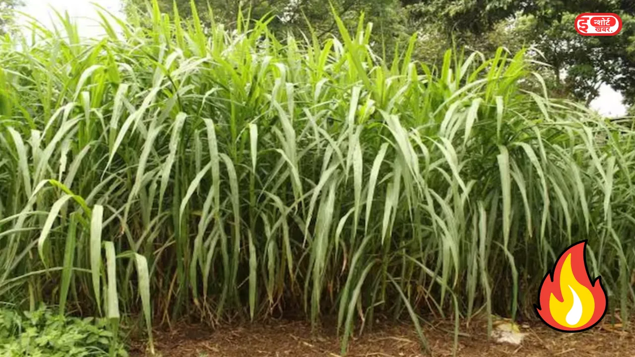 नेपियर घास की खेती